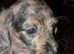 Toy poodle cross miniature dacshund