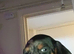 Dachshund puppies