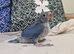 Hand Rearing Blue Ringneck