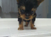 Tea cup yorkshire terrier