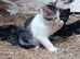 Tabby, Tabby with white and black kittens