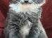 Kittens for sale