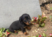 dashound’s puppies