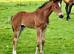 Stunning filly! well bred and a super mover