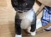 2 stunning kittens looking for new homes