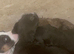 Beautiful Jack Russell pups