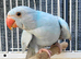 Stunning Rare mutation Violet Blue Opaline Split Cleartail Baby Ringneck