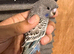 Black Face Budgies
