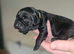 Kc labrador-retriever pups