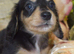 KC Miniature Dachshund Long Coat Puppies