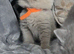 ***need rehoming***Chuncky Lilac and blue british short-hair kittens