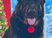 Kc reg fully health Czech gsd