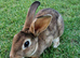 1 male 1 female mini rex (Maidstone)