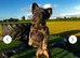 Rope nose fluffy French bulldog