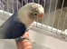 Hand reared lovebird for sale