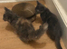 Beautiful rare ragdoll blue sepia tortie female kittens ready now