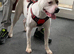 American bulldog full breed