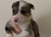 1 Merle male left!!