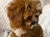 DEEP FOX RED F1 CAVAPOO DNA TESTED READY NOW