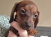 Beautiful miniature dachshunds
