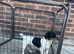 Jack Russel
