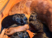 Irish doodle puppies