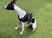 Whippet re home