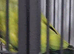 Beautiful male mutation ringneck talking parrot