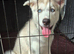 Two 12week old male husky puppies