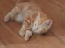 Full ginger tabby boy. 8 weeks old,