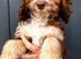 Chocolate, tan and white F1 Cockapoo puppy