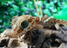 Pictus Ground Gecko at Birmingham Reptiles