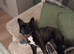 2 year old Frenchie for sale