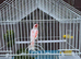 Canary