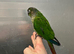 £300 each hand reared baby conure parrots