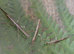 Nui Chua Stick Insects (Nuichua rabaeyae) Nymphs 5-10 Approx. Vietnamese