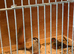 Strawberry + wax bill finches