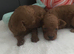 Toy Poodles
