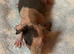 Skinny/Guinea Pigs