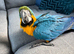 Handreared Baby blue and gold