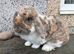 Lop male 6 months
