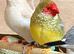 Selection of lovely finches