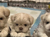 Five Beautiful White & Lavender Imperial / Tea- Cup Shih Tzu’s