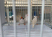 Zebra finches