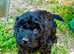 Beautiful cockapoo puppies for sale