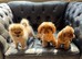 Pomeranian boy 7 months old
