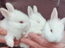 New Zealand White Pure Bred Rabbits