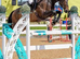Super showjumper or dressage