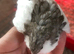 SEXED QUAILS/CHINESE PAINTED BUTTONS !