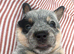 Stunning pure Australian Cattle dogs
